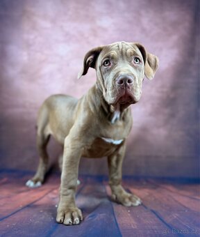 AMERICAN BULLY XL - poslední pejsek - 4