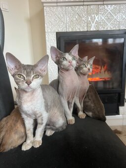 Devon rex koťátka s PP - 4