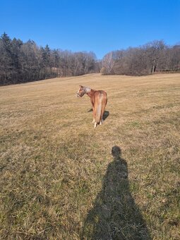 Welsh pony B - 4