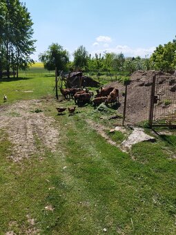 Kamerunské ovce a jehňata - 4