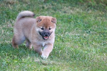 Shiba inu s PP - 4
