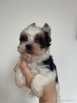 Jorkšírský biewer teriér - 4