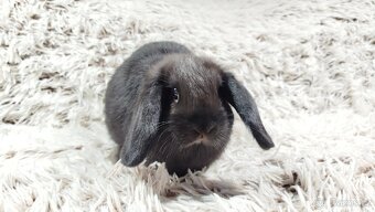Zakrslý beránek, králíček, králík - BRUNO - 4