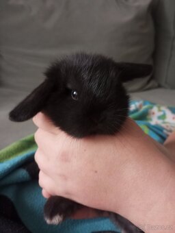 Zakrslý beránek králíček - 4