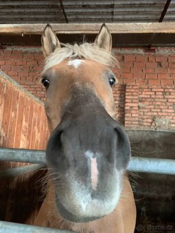 Hafling k pronájmu - 4