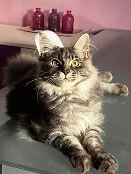 Mainska mývalí koťata - 4