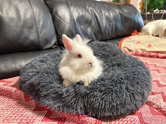 ZAKRSLÝ králíček - 🐰 Klucí ♥️ - 4