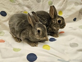 Zakrslý králíček - 4