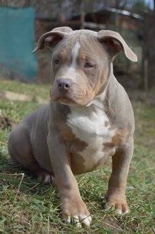 American bully standard ABKC - 4