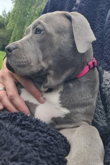 Fenka American Bully XL k odběru - 4