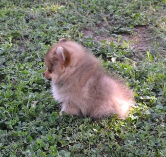 Roztomilá štěňata pomeraniana na prodej - 4
