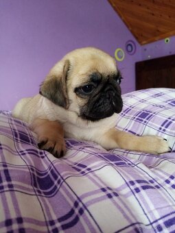 Mops - 4