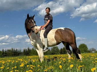 Paint horse naprodej - 4