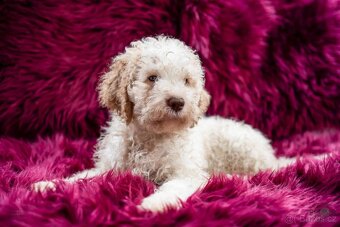 Lagotto romagnolo s PP (italský vodní pes) - 4