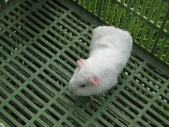 Morčata k chovu a na mazlení - 4