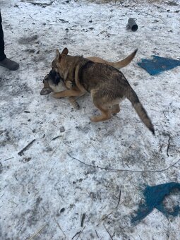 Štěně vlčáka - 4