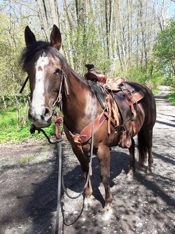 Chovná klisna AQH - 4