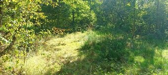 Pronájem lesa k stanování, včelaření, atd... Jen 1.000 Kč. - 4