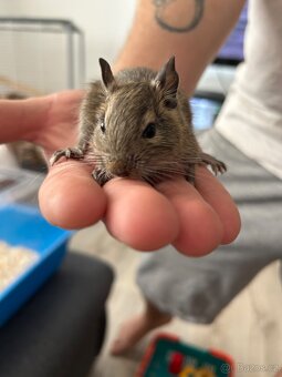 Osmak degu - 4