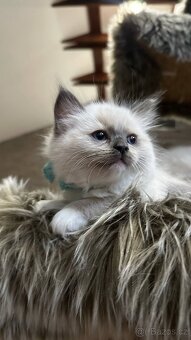 Ragdoll koťata - 4