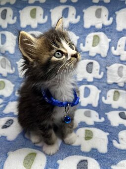 Maine coon mainská mývalí - 4