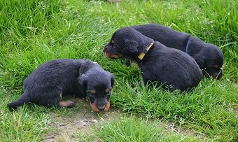 Jezevčík dlouhosrstý standardní - 4