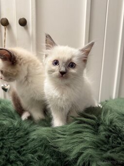 Ragdoll - 4