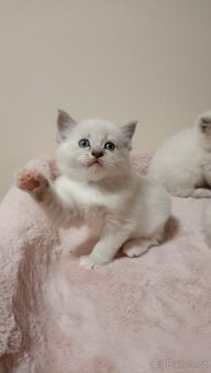 Koťátka Ragdoll - vánoční překvapení - již rezervována - 4