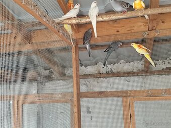 Papoušek zpěvavý - 4