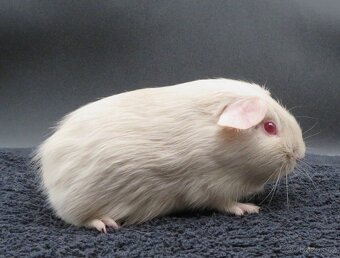 Morče, morčátko s PP (samičky, samečci) - 4