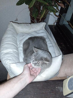 Bohoušek, hodný a mazlivý, potřebuje nový domov - 4