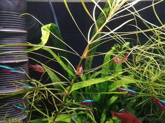 Krásné rybičky a krevetky rychlé vyzvednutí sleva - 4