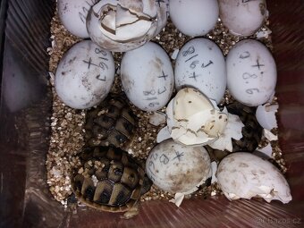 Želva zelenavá mláďata - 4