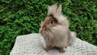 Zakrslý králík, králíček-(lvíček)-NATANIEL - 4