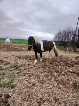 Prodám 5 letou kobylu Welsh - 4