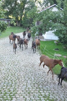 Polokrevník - tři polokrevné kobyly - 4