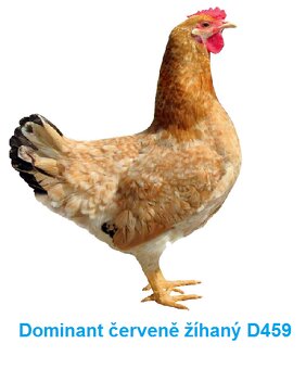 Kuřata Dominant, Kalimero, Ross - 2026 - 4
