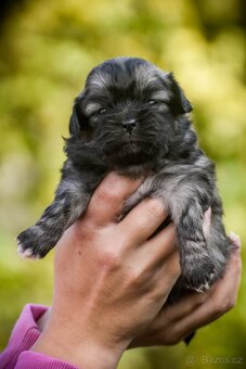 Tibetský španěl - štěňátka s PP - 4