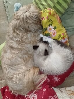 Ragdoll/AngoraX Ragdoll - 4