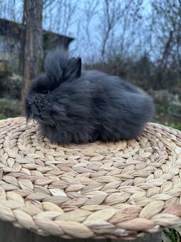 Zakrslý králík lvíček - 4