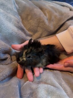 Morče - samička a sameček - 4