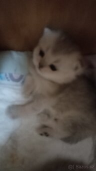 Britská whiskas a stříbřitá koťátka s PP - 4