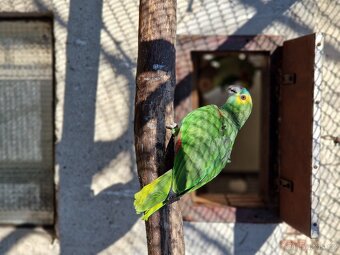 Amazoňan modročelý - 4