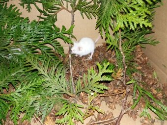 Myš laboratorní - 4