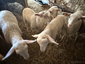 Jehňata VF - 4