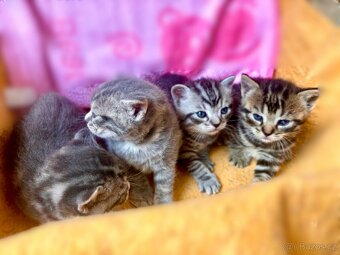Britská modrá a whiskas kočičky i kocourkové - 4