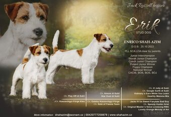 Jack Russell teriér s PP - 4