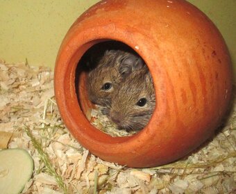Osmák Degu - mláďata - 4