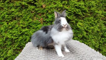 Zakrslý králík, králíček -(lvíček)-TIMMY - 4