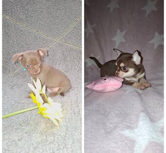 čivava šteniatka - 4